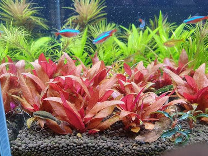 Alternanthera Reineckii ‘Mini’ Tissue Culture