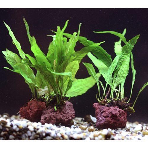 Java Fern On Rock