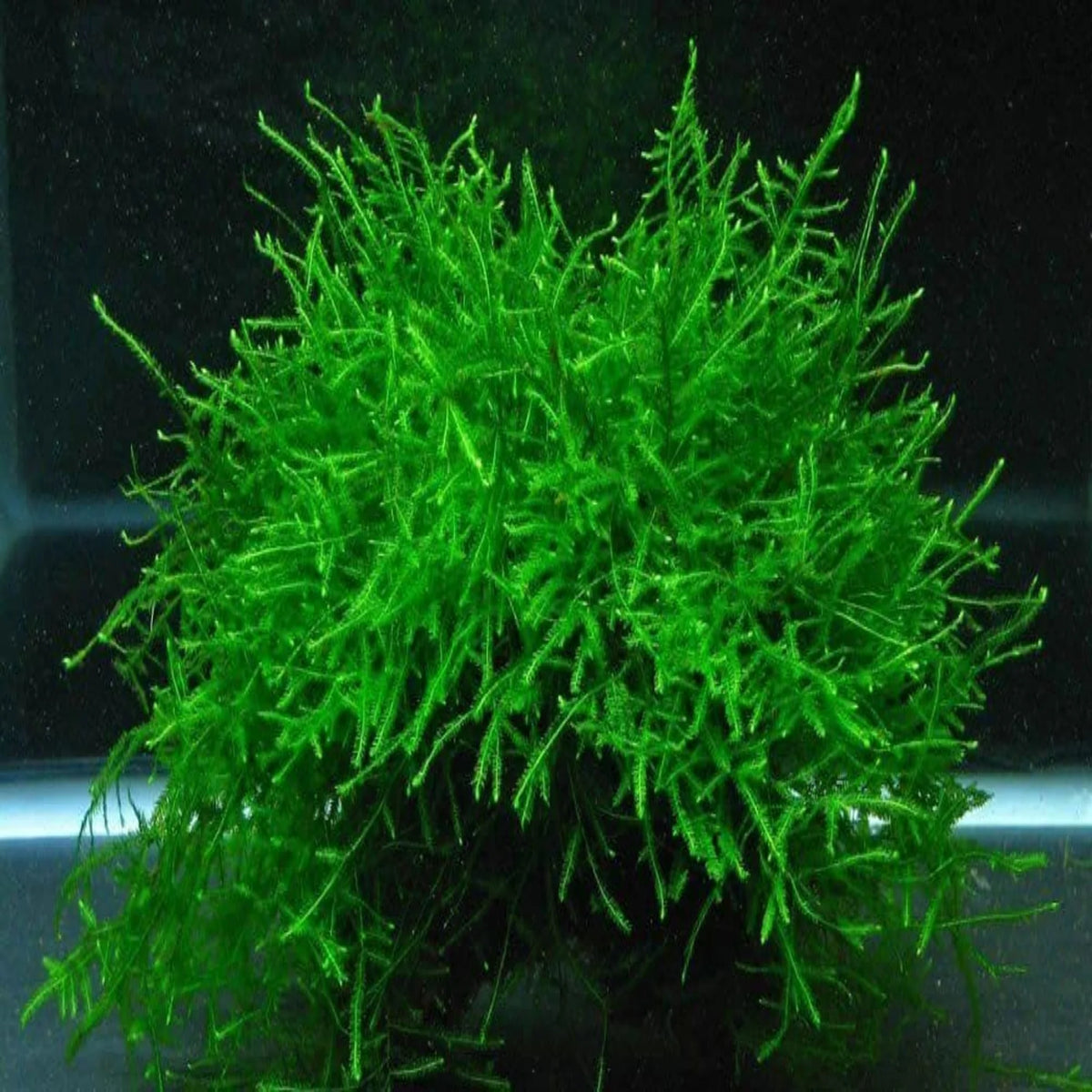 Java Moss Tower Java Moss â South West Aquatics