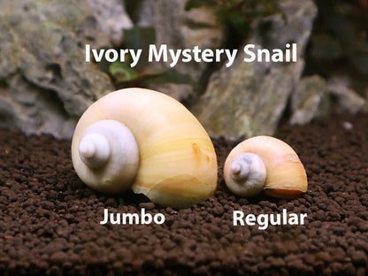 Assorted JUMBO Mystery Snail