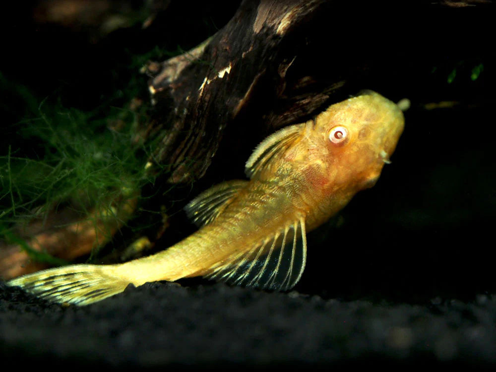Albino Bristle-Nosed Catfish