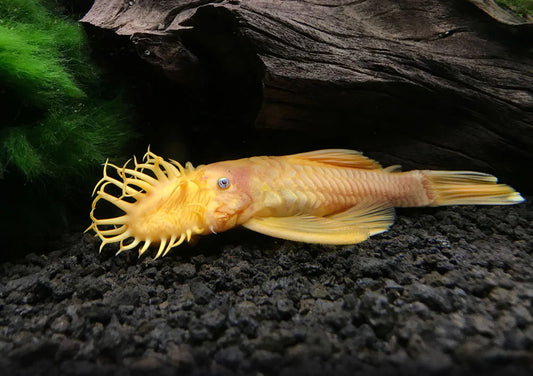 Blue Eye Lemon Pleco (L144 - Local Bred)