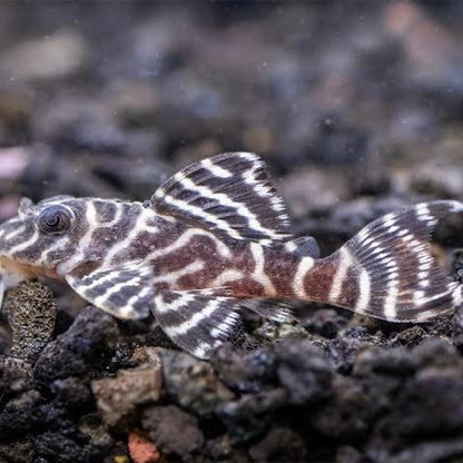 White King Tiger Pleco (L333)