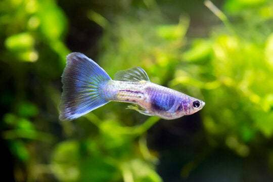 Assorted Fancy Guppies