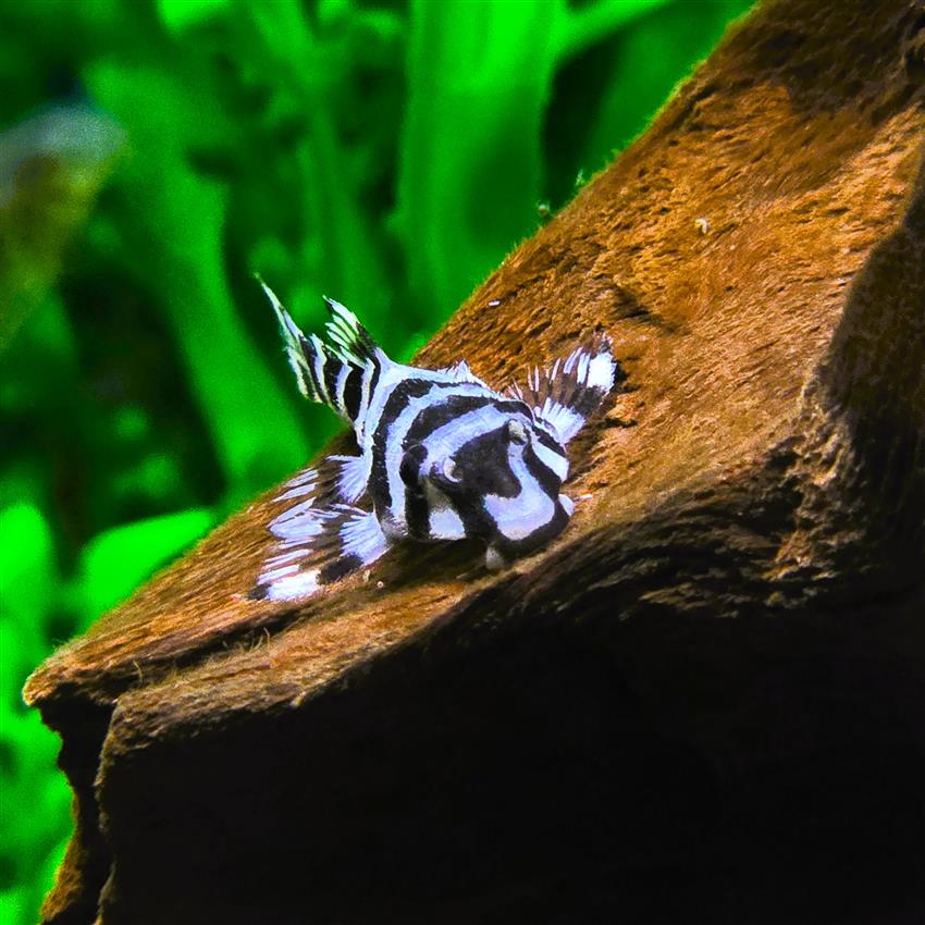 Leopard Frog Pleco (L134)