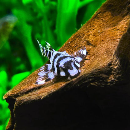 Leopard Frog Pleco (L134)