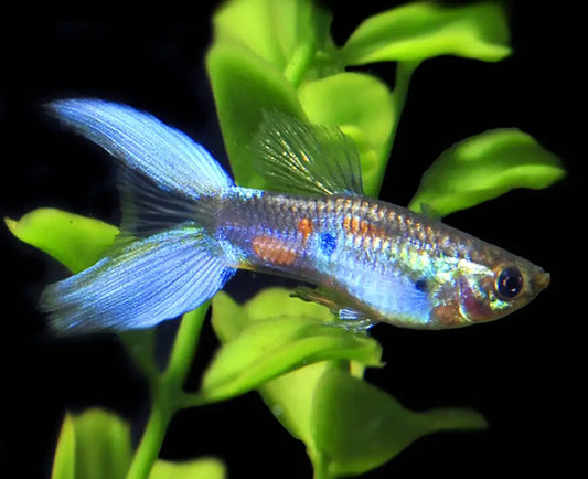 3cm Assorted Male Lyretail Guppy