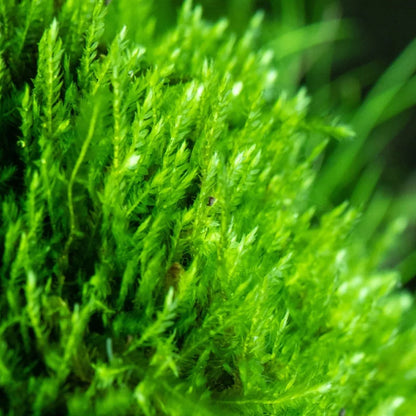 Mini Christmas Moss Large PlantPod