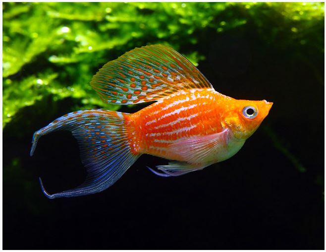 Assorted Balloon Molly 3.5cm