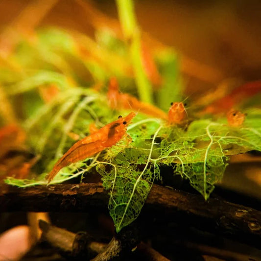 Stinging Nettle Leaves - Treated For Shrimp Food