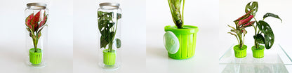Aquarium Plant Toppers - 6 Pack
