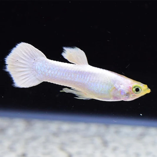 Platinum Snow White Guppies Breeding Pair (HIGH GRADE)