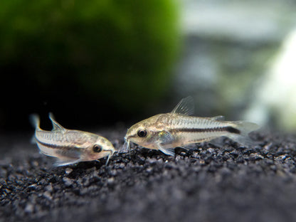 Pygmy Corydoras Catfish (2cm)