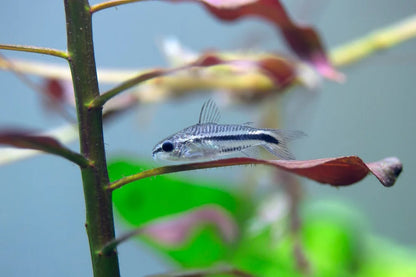 Pygmy Corydoras Catfish (2cm)