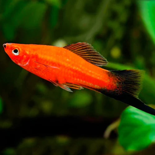 4.5cm Red Wagtail Swordtail (Ungendered)