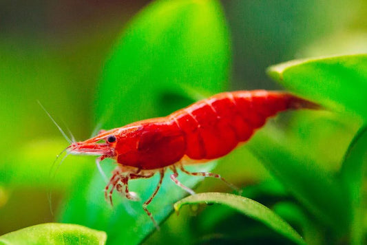 Red Cherry Shrimp (High - Medium Grades)