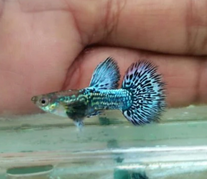 Blue Dragon Dumbo Guppy (Rare/Developed Strain) ** Avalible To Preorder**