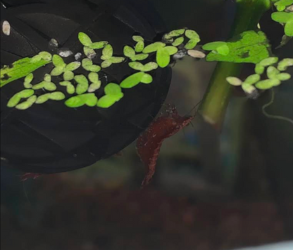 Red Cherry Shrimp (High - Medium Grades)
