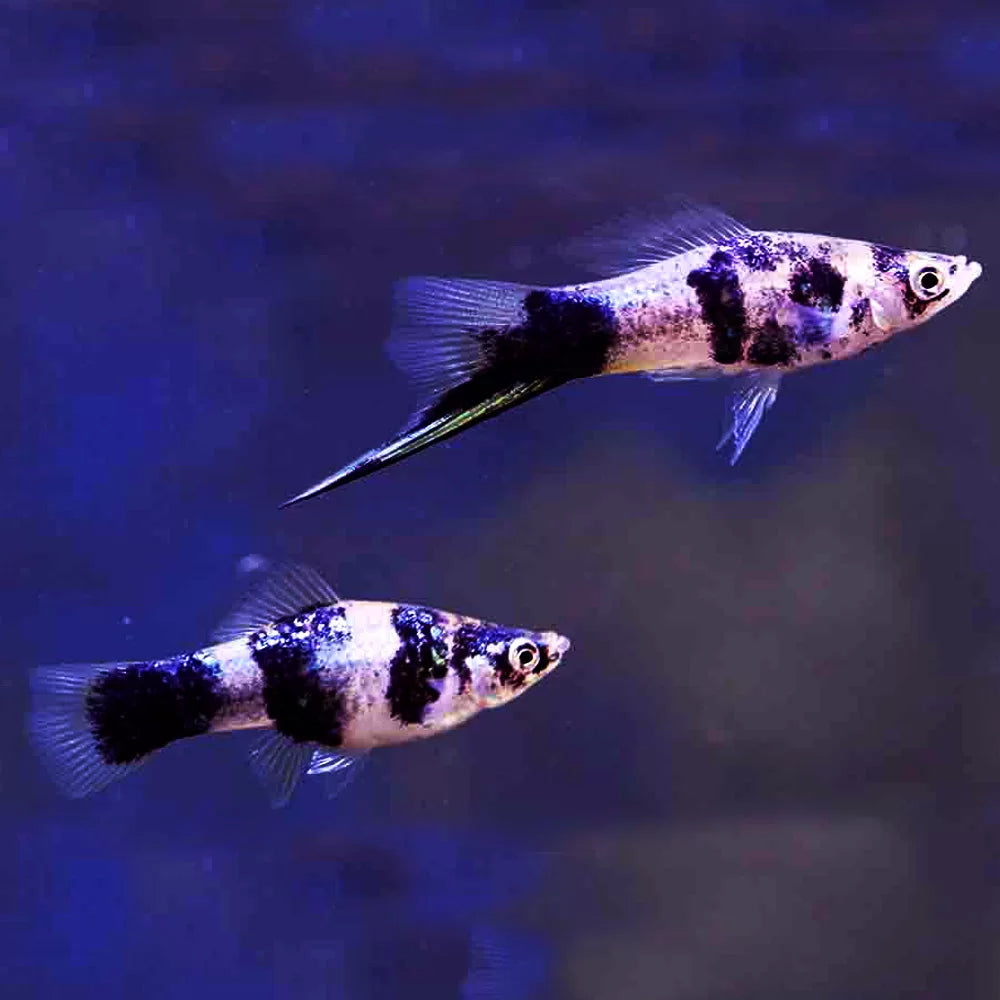 4.5cm Black Marble Swordtail (Ungendered)