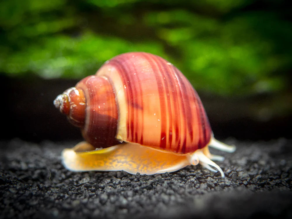 Tort Mystery Snail