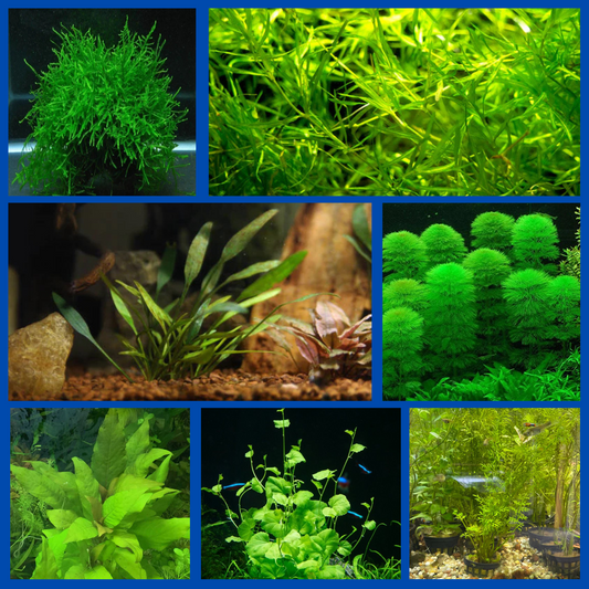Assorted Warm Water Plant Bunch