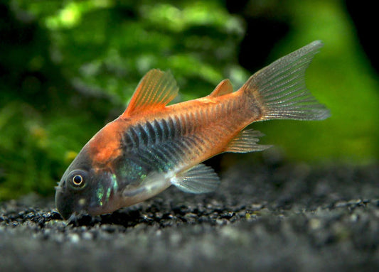 2cm Orange Venezuelan Cory