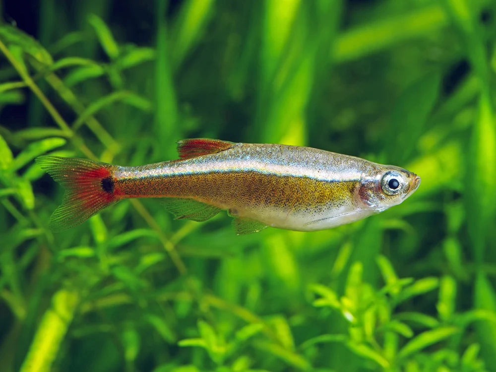 White Cloud Minnow 2.5cm