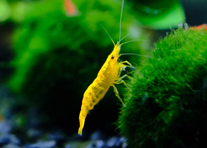 Yellow Cherry Shrimp (Medium Grade)