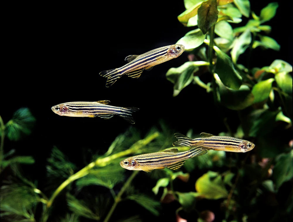 Zebra Danio 3cm