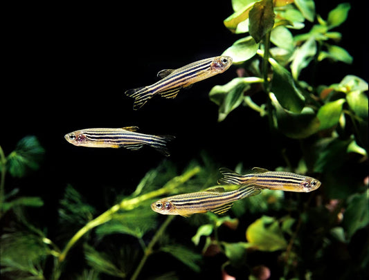 Zebra Danio 3cm
