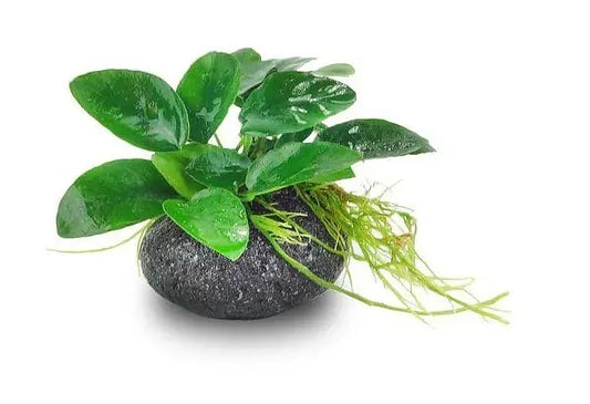 Anubius Nana On Rock