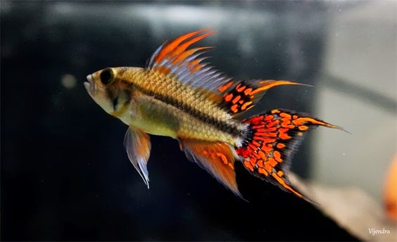 Double Red Apistogramma Agassizii Cichlid 5cm