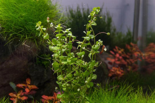 Bacopa