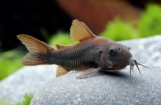 3cm Black Venezuelan Corydoras Catfish
