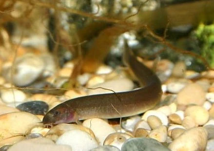Black Kuhli Loach