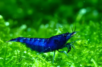 Blue Cherry Shrimp (High - Medium Grade)