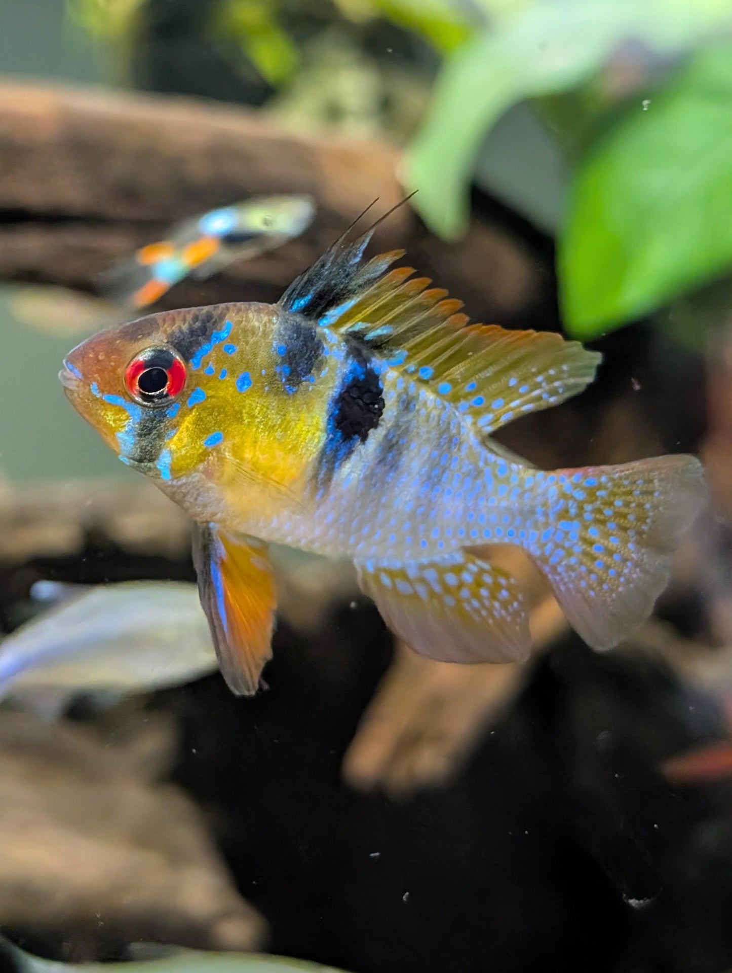German Blue Ram Cichlid (Ungendered)