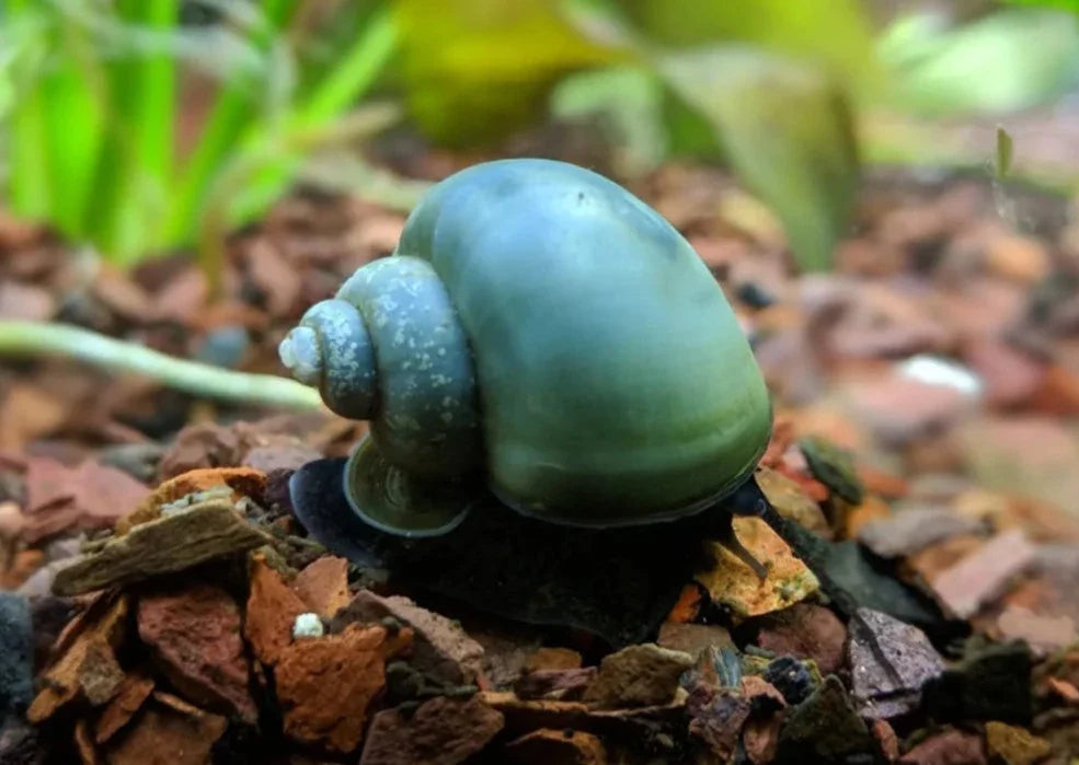 Rare Blue Mystery Snail (HIGH GRADE)