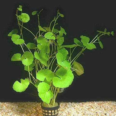 Gold Pennywort (Brazilian Pennywort)