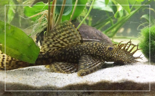A1 - Proven Adult Bristlenosed Catfish Trio (1 Male/2 Females)