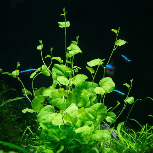 Japanese Cress (Cardamine Lyrata)