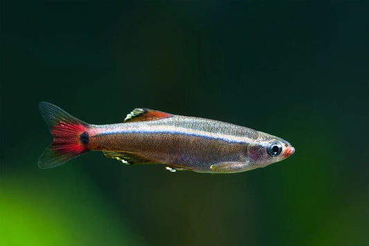 White Cloud Minnow 2.5cm