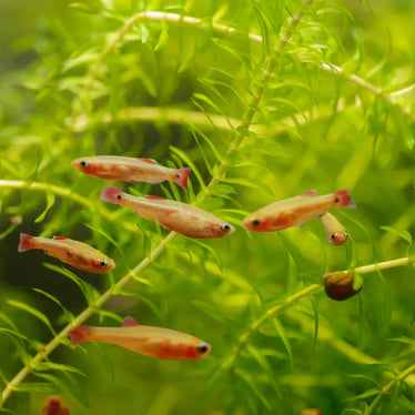Gold White Cloud Minnow 2.5cm