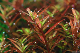 Rotala Rotundifolia (Colorata) Tissue Culture