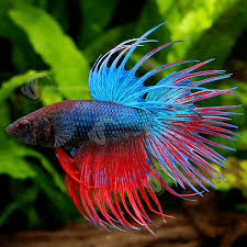 Male Crowntail Betta