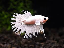 Male Crowntail Betta