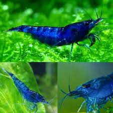 Blue Cherry Shrimp (High - Medium Grade)