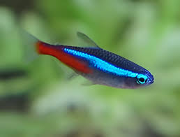 Neon Tetra