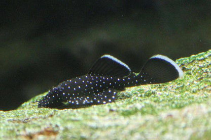 Peppermint Pleco (L181)