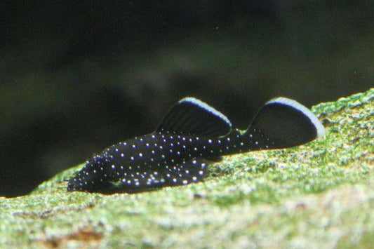 Peppermint Pleco (L181)